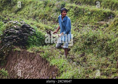 Jugendliche bereiten Reisterrassen vor, bevor sie Reissetzlinge in einem Reisfeld in einem abgelegenen Bergdorf in Sikkim, Indien, Pflanzen. (Foto von Creative Touch Imaging Ltd./NurPhoto) Stockfoto