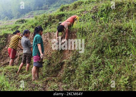 Jugendliche bereiten Reisterrassen vor, bevor sie Reissetzlinge in einem Reisfeld in einem abgelegenen Bergdorf in Sikkim, Indien, Pflanzen. (Foto von Creative Touch Imaging Ltd./NurPhoto) Stockfoto