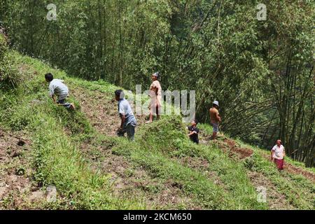 Bauern bereiten Reisterrassen vor, bevor sie Reissetzlinge in einem Reisfeld in einem abgelegenen Bergdorf in Sikkim, Indien, Pflanzen. (Foto von Creative Touch Imaging Ltd./NurPhoto) Stockfoto