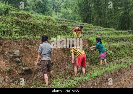 Jugendliche bereiten Reisterrassen vor, bevor sie Reissetzlinge in einem Reisfeld in einem abgelegenen Bergdorf in Sikkim, Indien, Pflanzen. (Foto von Creative Touch Imaging Ltd./NurPhoto) Stockfoto