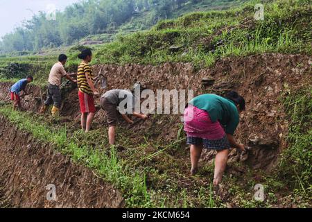 Jugendliche bereiten Reisterrassen vor, bevor sie Reissetzlinge in einem Reisfeld in einem abgelegenen Bergdorf in Sikkim, Indien, Pflanzen. (Foto von Creative Touch Imaging Ltd./NurPhoto) Stockfoto