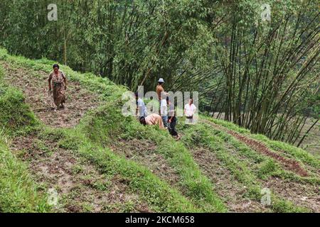 Bauern bereiten Reisterrassen vor, bevor sie Reissetzlinge in einem Reisfeld in einem abgelegenen Bergdorf in Sikkim, Indien, Pflanzen. (Foto von Creative Touch Imaging Ltd./NurPhoto) Stockfoto