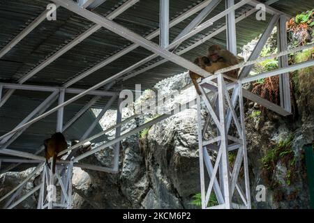 Juli 5. 2022 Katra, Jammu und Kaschmir, Indien. Rhesus macaque (Macaca mulatta) oder ein indischer Affe auf dem Shri Mata Vaishno Devi yatra-Trekkingplatz. Mönch Stockfoto