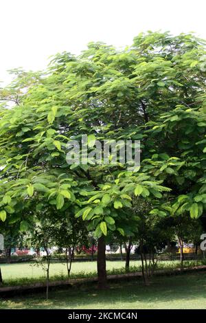 Royal poinciana Baum (Delonix regia), auch bekannt als Gulmohar, mit üppigem grünem Laub : (Pix SShukla) Stockfoto