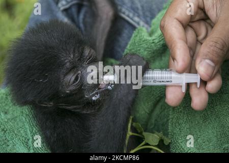 Ein Baby-Siamang (Symphonangus syndactylus) wurde am 17 2021. September von einer Tierpflegerin im Bali Wildlife Rescue Center in Tabanan, Bali, Indonesien, Milch gegeben. Das 2 Monate alte Baby-Siamang, ein gefährdeter und geschützter Primas Indonesiens, wird vor dem Transport zum Rehabilitationsort in West-Sumatra versorgt, um später in freier Wildbahn zu überleben. Der Affen wurde aus illegalem Besitz an die indonesische Conservation and Natural Resource Agency (BKSDA) in Bali übergeben. (Foto von Johanes Christo/NurPhoto) Stockfoto