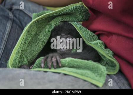 Ein Baby-Siamang (Symphonangus syndactylus) wird am 17 2021. September von einer Tierpflegerin im Bali Wildlife Rescue Center in Tabanan, Bali, Indonesien, betreut. Das 2 Monate alte Baby-Siamang, ein gefährdeter und geschützter Primas Indonesiens, wird vor dem Transport zum Rehabilitationsort in West-Sumatra versorgt, um später in freier Wildbahn zu überleben. Der Affen wurde aus illegalem Besitz an die indonesische Conservation and Natural Resource Agency (BKSDA) in Bali übergeben. (Foto von Johanes Christo/NurPhoto) Stockfoto