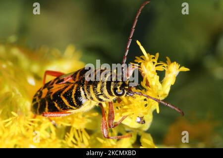 Locust Borer (Megacyllene robiniae) in Toronto, Ontario, Kanada, am 18. September 2021. (Foto von Creative Touch Imaging Ltd./NurPhoto) Stockfoto