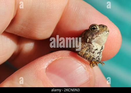 Mann mit einer kleinen amerikanischen Kröte (Anaxyrus americanus) in Toronto, Ontario, Kanada, am 18. September 2021. (Foto von Creative Touch Imaging Ltd./NurPhoto) Stockfoto