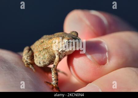 Mann mit einer kleinen amerikanischen Kröte (Anaxyrus americanus) in Toronto, Ontario, Kanada, am 18. September 2021. (Foto von Creative Touch Imaging Ltd./NurPhoto) Stockfoto