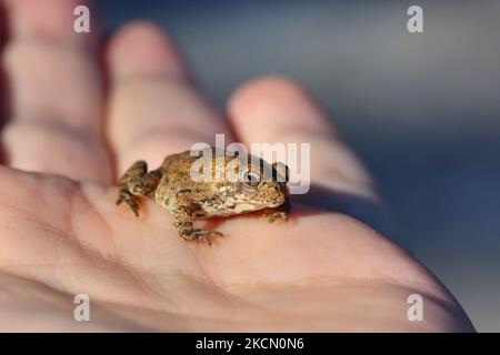 Mann mit einer kleinen amerikanischen Kröte (Anaxyrus americanus) in Toronto, Ontario, Kanada, am 18. September 2021. (Foto von Creative Touch Imaging Ltd./NurPhoto) Stockfoto