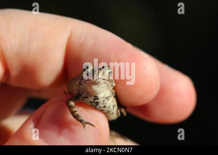 Mann mit einer kleinen amerikanischen Kröte (Anaxyrus americanus) in Toronto, Ontario, Kanada, am 18. September 2021. (Foto von Creative Touch Imaging Ltd./NurPhoto) Stockfoto