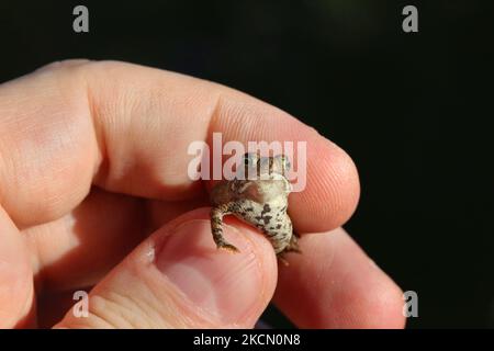 Mann mit einer kleinen amerikanischen Kröte (Anaxyrus americanus) in Toronto, Ontario, Kanada, am 18. September 2021. (Foto von Creative Touch Imaging Ltd./NurPhoto) Stockfoto