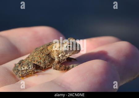 Mann mit einer kleinen amerikanischen Kröte (Anaxyrus americanus) in Toronto, Ontario, Kanada, am 18. September 2021. (Foto von Creative Touch Imaging Ltd./NurPhoto) Stockfoto