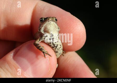 Mann mit einer kleinen amerikanischen Kröte (Anaxyrus americanus) in Toronto, Ontario, Kanada, am 18. September 2021. (Foto von Creative Touch Imaging Ltd./NurPhoto) Stockfoto