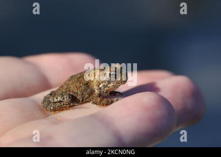 Mann mit einer kleinen amerikanischen Kröte (Anaxyrus americanus) in Toronto, Ontario, Kanada, am 18. September 2021. (Foto von Creative Touch Imaging Ltd./NurPhoto) Stockfoto