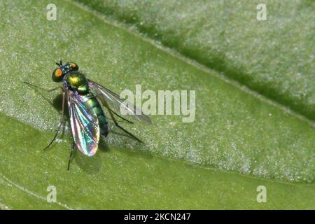 Langbeinige Fliege (Condylostylus inermis) auf einem Blatt in Toronto, Ontario, Kanada, am 20. September 2021. (Foto von Creative Touch Imaging Ltd./NurPhoto) Stockfoto
