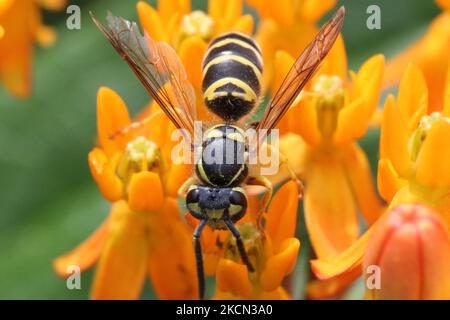 Europäische Papierwespe (Polistes dominula) auf Schmetterlingsmilchkraut (Asclepias tuberosa) blüht am 11. September 2021 in Toronto, Ontario, Kanada. (Foto von Creative Touch Imaging Ltd./NurPhoto) Stockfoto