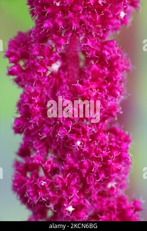 Makro-Nahaufnahme einer Love-Lies-blutenden Blume (Amaranthus caudatus), die in Toronto, Ontario, Kanada, wächst. (Foto von Creative Touch Imaging Ltd./NurPhoto) Stockfoto