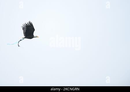 Eagle Olimpia das Maskottchen der SS Lazio fliegt während des Serie-A-Spiels zwischen SS Lazio und AS Roma am 26. September 2021 im Stadio Olimpico, Rom, Italien, über das Stadion. (Foto von Giuseppe Maffia/NurPhoto) Stockfoto