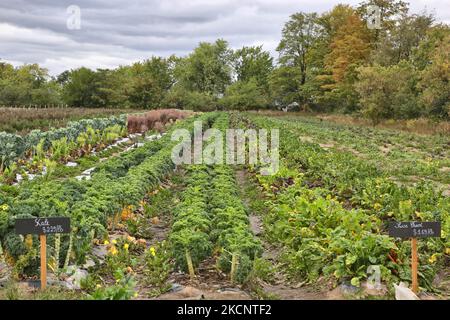 Kale und Swiss Chard wachsen am 30. September 2021 auf einer Farm in Maple, Ontario, Kanada. (Foto von Creative Touch Imaging Ltd./NurPhoto) Stockfoto