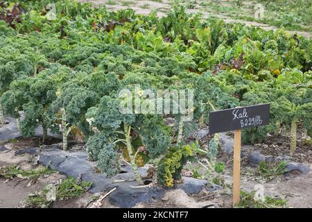 Kale und Swiss Chard wachsen am 30. September 2021 auf einer Farm in Maple, Ontario, Kanada. (Foto von Creative Touch Imaging Ltd./NurPhoto) Stockfoto