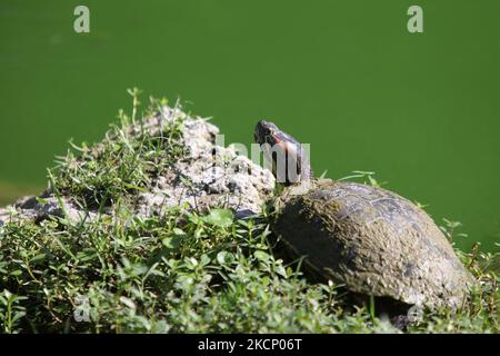 Eine elegante Gigotea (Trachemys scripta elegans), auch bekannt als Florida Schildkröte oder Rotohrschildkröte, wird in einem Pfund im Everglades National Park in Florida, USA gesehen. Die elegante Gigotea ist eine semi-aquatische Schildkrötenunterart, die zur Familie Emydidae gehört und aus der Region um den Südosten der USA und den Nordosten Mexikos stammt, heute aber dank ihres Handels als Haustier in vielen anderen Teilen der Welt zu finden ist. (Foto von Creative Touch Imaging Ltd./NurPhoto) Stockfoto