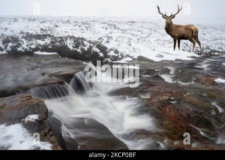 Zusammengesetztes Bild von Rothirsch in der Winterlandschaft in den schottischen Highlands mit Flusskaoe im Vordergrund Stockfoto