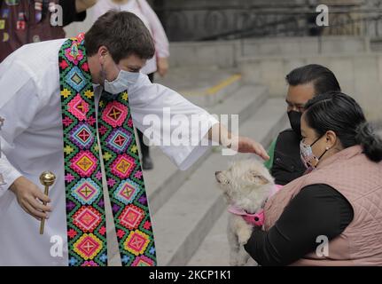 Ein Priester vor der Pfarrei der Heiligen Familie in Colonia Roma, Mexiko-Stadt, segnet anlässlich des Tages des hl. Franziskus von Assisi, des schutzpatrons der Tiere, einen Hund. Der Legende nach hatte der hl. Franziskus von Assisi ein Geschenk mit Tieren, das im anonymen Text Florecillas de San Francisco aus dem 14.. Jahrhundert zitiert wurde. In dieser Geschichte terrorisierte ein Wolf das Dorf Gubbio und verschlang Tiere und Menschen, bis der heilige Franziskus mit ihm sprach und ihn zu einem Freund machte. Von diesem Moment an lebte der Wolf nach der Überlieferung unter den Menschen, die ihn versorgte und fütterte. (Foto von Gerardo Vieyra/NurPhoto Stockfoto