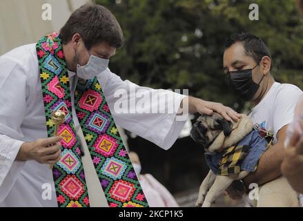 Ein Priester vor der Pfarrei der Heiligen Familie in Colonia Roma, Mexiko-Stadt, segnet anlässlich des Tages des hl. Franziskus von Assisi, des schutzpatrons der Tiere, einen Hund. Der Legende nach hatte der hl. Franziskus von Assisi ein Geschenk mit Tieren, das im anonymen Text Florecillas de San Francisco aus dem 14.. Jahrhundert zitiert wurde. In dieser Geschichte terrorisierte ein Wolf das Dorf Gubbio und verschlang Tiere und Menschen, bis der heilige Franziskus mit ihm sprach und ihn zu einem Freund machte. Von diesem Moment an lebte der Wolf nach der Überlieferung unter den Menschen, die ihn versorgte und fütterte. (Foto von Gerardo Vieyra/NurPhoto Stockfoto