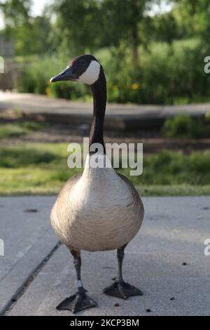 Canada Goose (Branta canadensis) in Toronto, Ontario, Kanada. (Foto von Creative Touch Imaging Ltd./NurPhoto) Stockfoto