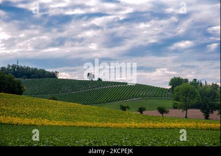 Monferrato, Piemont, Italien - 19. Juli 2021: Sonnenblume im Sonnenblumenfeld. Die Blüte von Sonnenblumen, leuchtend gelben Blüten in den piemontesischen Ländern Stockfoto