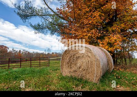 Im Oktober sitzen unter einem Baum neben einem Weidetor im ländlichen Ohio runde Heuballen, die in ein Heunetz eingewickelt sind. Stockfoto
