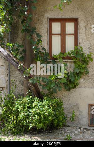 Geschlossenes Fenster mit alter Pergola aus Weinreben im Dorf Vicari im Westen Siziliens, Italien Stockfoto