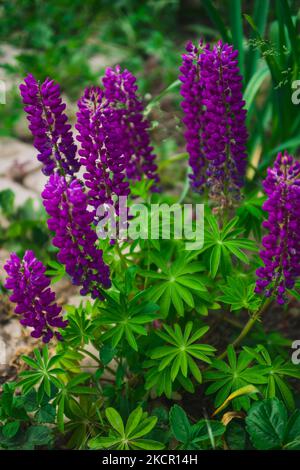 Schöne blühende Lupinen-Blüten, selektiver Fokus, verschwommener Hintergrund Stockfoto