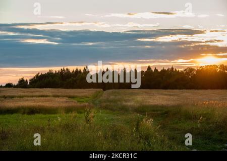 Am Abend landschaftlich reizvolle Reihen landwirtschaftlicher Felder auf einem Sommerhof. Luftaufnahmen, Drone-Aufnahme von oben. Landwirtschaftliche Fläche der Region Moskau. Agrar Stockfoto