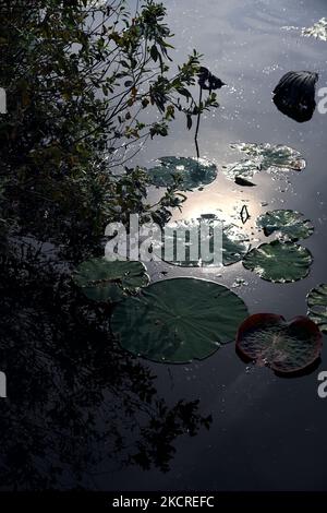 Lily Pads und Lotusblätter auf dem Wasser an einem bewölkten Tag Stockfoto