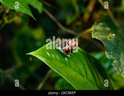 Bengal Tree Flitter (Hyarotis adrastus praba) hat eine Flügelspannweite von 38-48mm. Diese Art ist in Indien gemäß Anhang IV des Wildlife (Protection) Act von 1972 rechtlich geschützt. Diese seltene Schmetterlingsart Bengal Tree Flitter wurde am 27/10/2020 auf den Blättern in einem Wald in Tehatta, Nadia, Westbengalen; Indien, aufgezeichnet. (Foto von Soumyabrata Roy/NurPhoto) Stockfoto