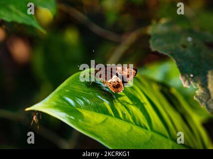 Bengal Tree Flitter (Hyarotis adrastus praba) hat eine Flügelspannweite von 38-48mm. Diese Art ist in Indien gemäß Anhang IV des Wildlife (Protection) Act von 1972 rechtlich geschützt. Diese seltene Schmetterlingsart Bengal Tree Flitter wurde am 27/10/2020 auf den Blättern in einem Wald in Tehatta, Nadia, Westbengalen; Indien, aufgezeichnet. (Foto von Soumyabrata Roy/NurPhoto) Stockfoto