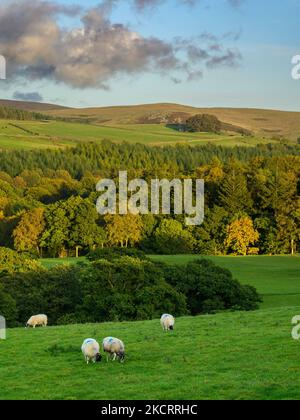 Schöne sonnige Aussicht auf Wharfedale (Wald von Bäumen auf Talhang, Sonne auf hohen Fjells, Ackerland, Grasland, blauer Himmel) - Yorkshire Dales, England, Großbritannien. Stockfoto