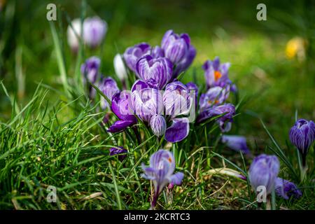Eine Nahaufnahme von violetten Krokusblüten mit einer geringen Schärfentiefe Stockfoto