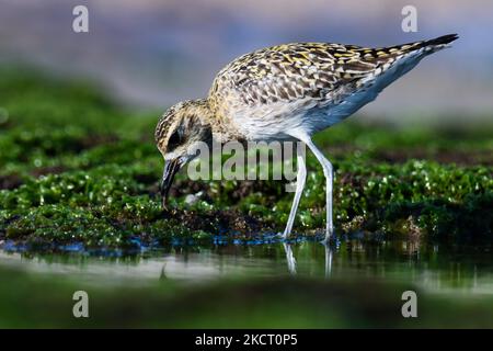 Pazifik goldener Pflücker auf Felsen. Brauner Vogel. Atemberaubender Vogel. Vogel Hintergrundtapete. pluvialis fulva. Natürlicher Hintergrund. Schöne Natur. Stockfoto