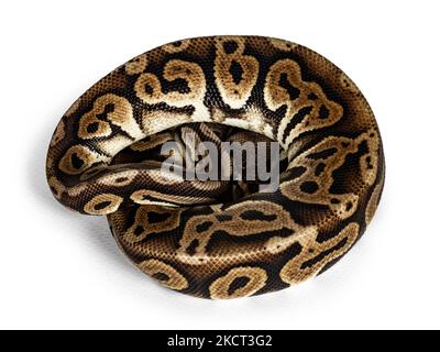 Draufsicht zusammengerollte Ballpython aka Python regius, isoliert auf weißem Hintergrund. Stockfoto