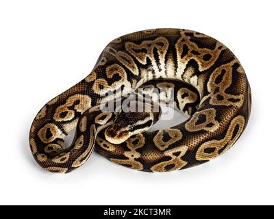 Draufsicht zusammengerollte Ballpython aka Python regius, isoliert auf weißem Hintergrund. Stockfoto