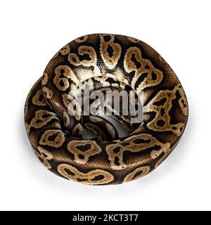 Draufsicht zusammengerollte Ballpython aka Python regius, isoliert auf weißem Hintergrund. Stockfoto