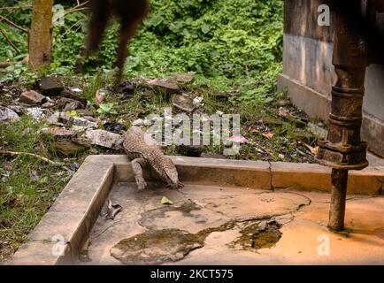 Eine wilde bengalische Warane (Varanus bengalensis) kommt unter einem Hausdurchlauf aus dem Dschungel in das menschliche Territorium (Lokalität) und sucht am 02/11/2021 in Tehatta, Westbengalen; Indien. (Foto von Soumyabrata Roy/NurPhoto) Stockfoto