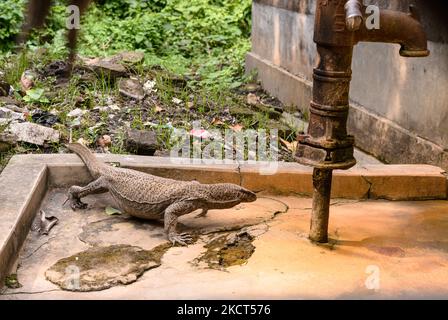 Eine wilde bengalische Warane (Varanus bengalensis) kommt unter einem Hausdurchlauf aus dem Dschungel in das menschliche Territorium (Lokalität) und sucht am 02/11/2021 in Tehatta, Westbengalen; Indien. (Foto von Soumyabrata Roy/NurPhoto) Stockfoto