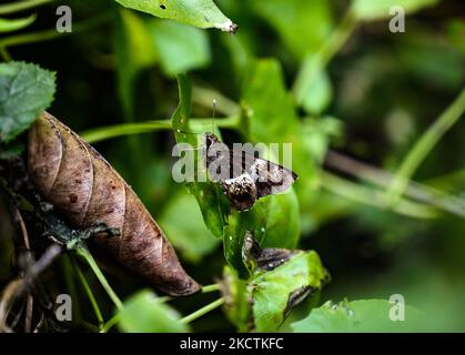 Ein Bengalbaumfalter (Hyarotis adrastus praba) sitzt auf dem Blatt in einem Wald auf Tehatta, Westbengalen; Indien am 10/11/2021. (Foto von Soumyabrata Roy/NurPhoto) Stockfoto