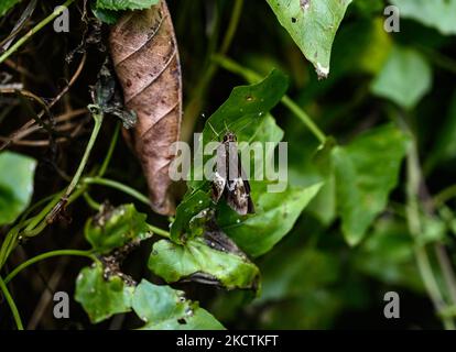 Ein Bengalbaumfalter (Hyarotis adrastus praba) sitzt auf dem Blatt in einem Wald auf Tehatta, Westbengalen; Indien am 10/11/2021. (Foto von Soumyabrata Roy/NurPhoto) Stockfoto