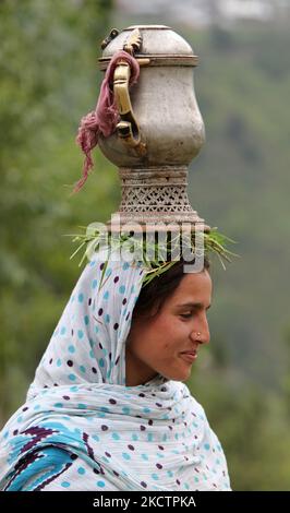 Eine Frau aus Kaschmir trägt einen Samowar auf ihrem Kopf, der mit Kashmiri-Tee gefüllt ist, während sie in den Reisfeldern in Kangan, Kaschmir, Indien, arbeitet. (Foto von Creative Touch Imaging Ltd./NurPhoto) Stockfoto