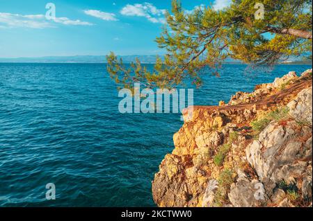 Ein Baum am Strand zum Mittelmeer. Foto vom Sommerurlaub in Kroatien. Stockfoto